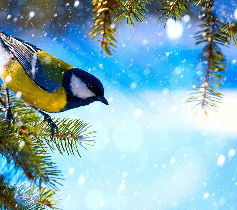 PTASZEK 2.jpg - kobra123