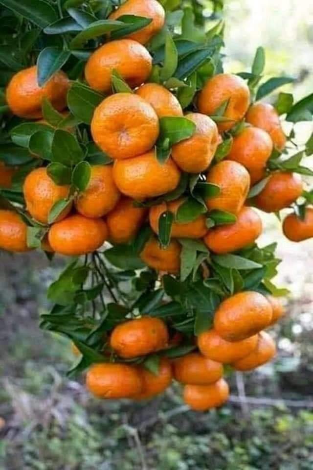 PIC20200207_01024.jpg - Sicilia