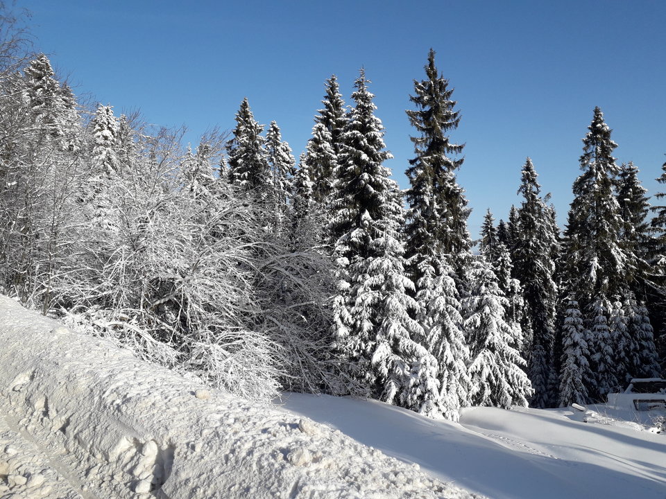 20200208_085521.jpg - tropiciel123