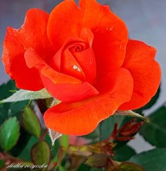 🥀🍃🥀🥀🍃🥀🍃🥀🍃🥀🥀🍃🥀
