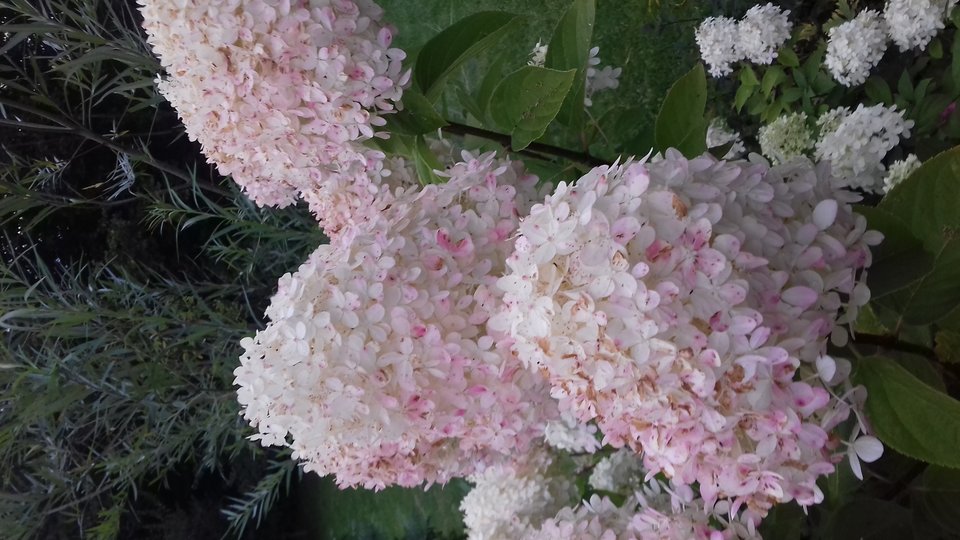 20190818_193111.jpg - best_frend