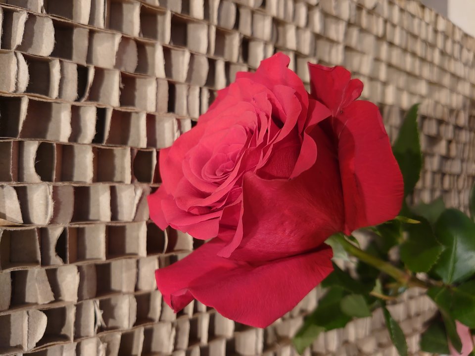 Tutaj jeszcze sama🌹... - BOBUS2009