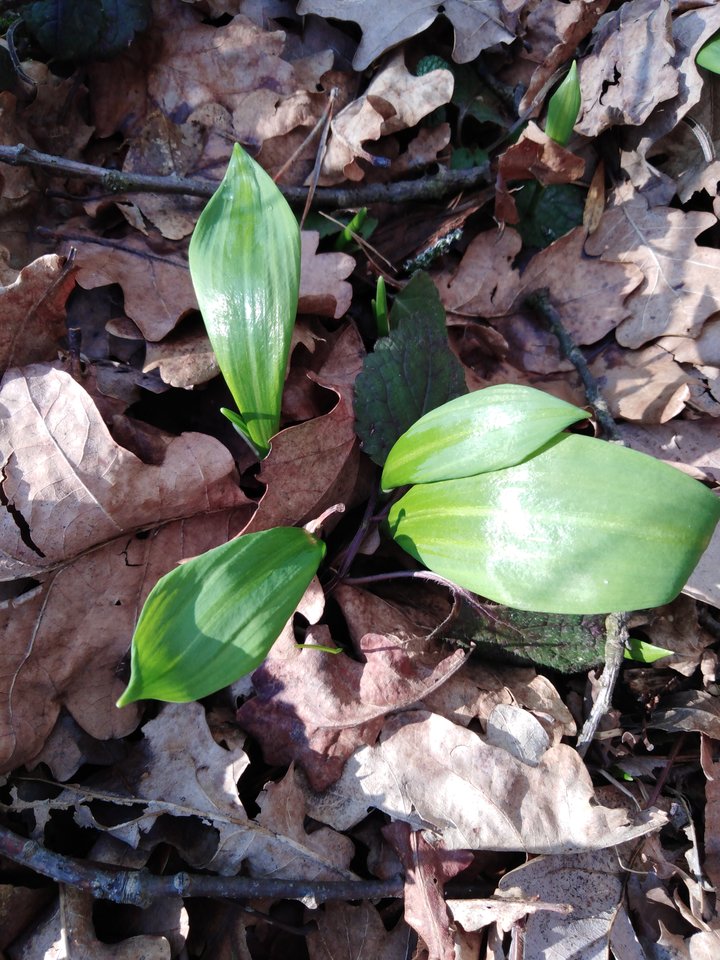 Czosnek niedźwiedzi - demon13