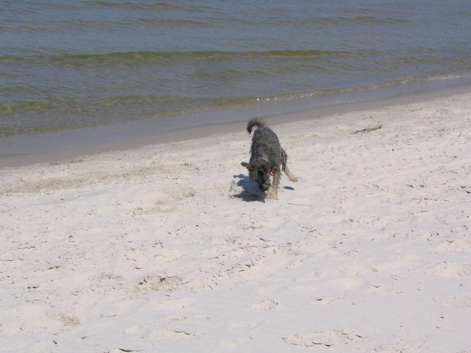 IMG_4134.jpg - parawybrzeze