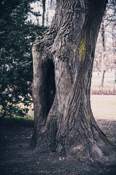 W dziuplę kopany ;)