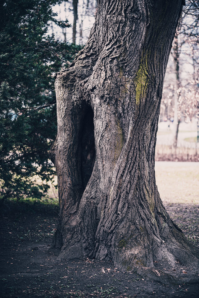 W dziuplę kopany ;) - mystic