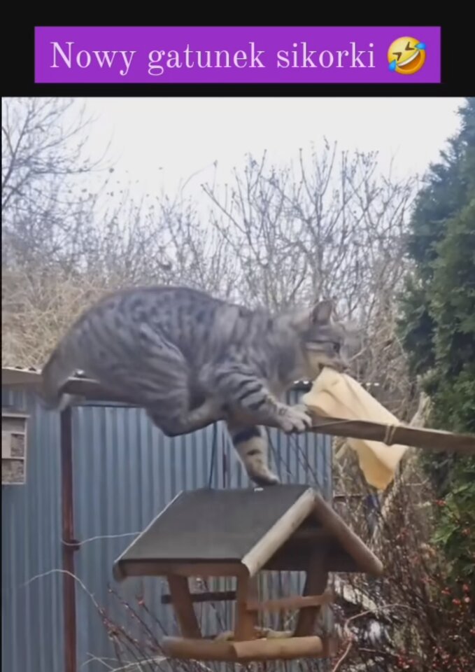 IMG_20231219_084531.jpg - Nicci