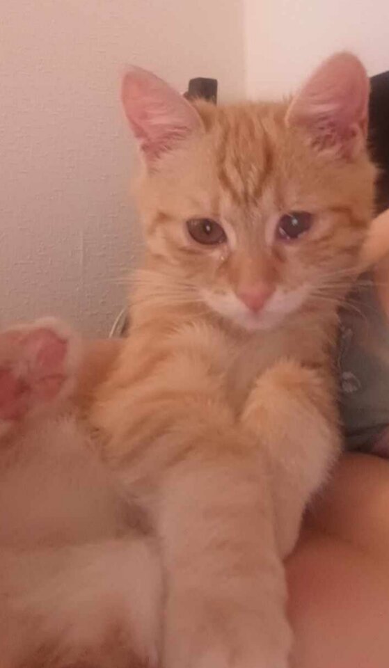 Proszę o pomoc  - Kasila