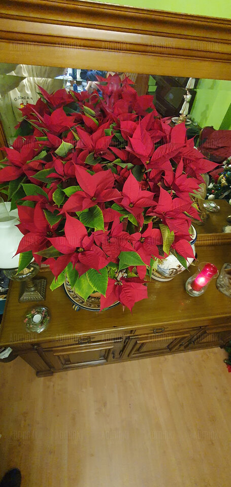 Ruchanych świąt Zboczuchy🤣🤣🎅🎅 - Adminki