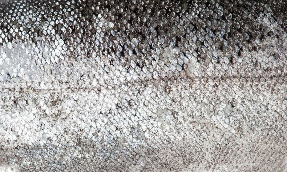 418942175_2091488151205579_991784900339050894_n.jpg - gokkun_queen