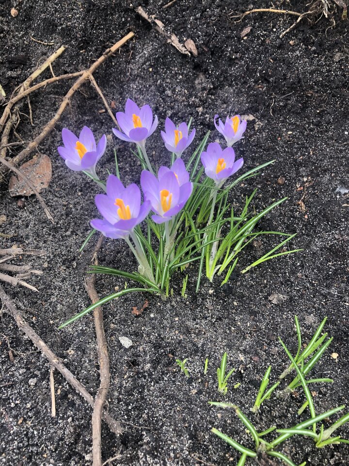 Qurwa idzie wiosna, słoneczniki kwitną😱 - Bezniku12