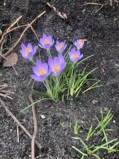 Qurwa idzie wiosna, słoneczniki kwitną😱