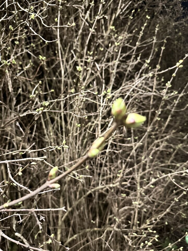 IMG_1158.jpeg - Fanpach