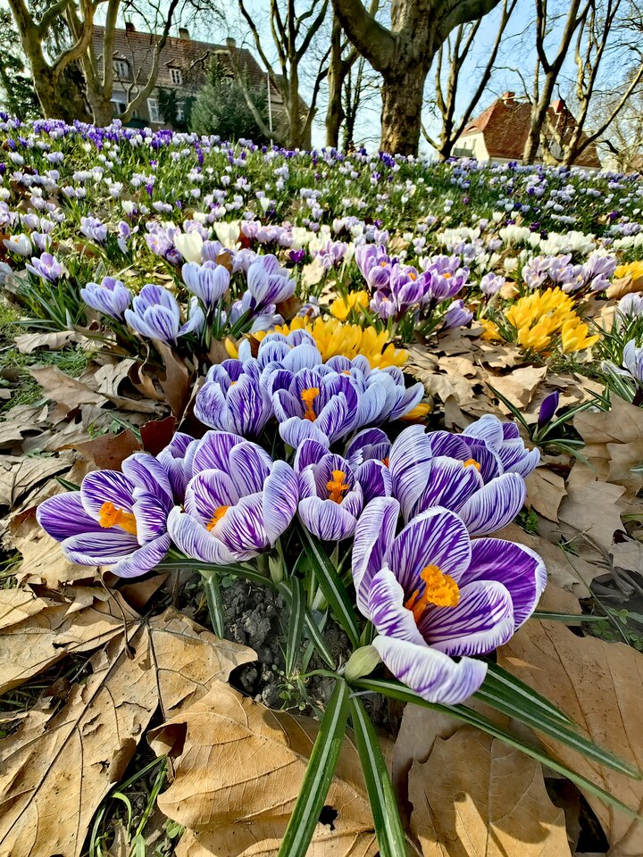 IMG_20240310_124144_edit_489383511310137.jpg - Hedonist11